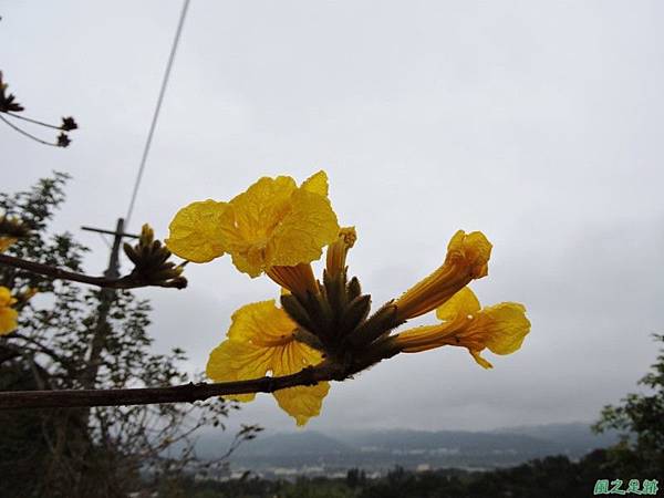 黃花風鈴木(新埔旱坑)20150308(14)