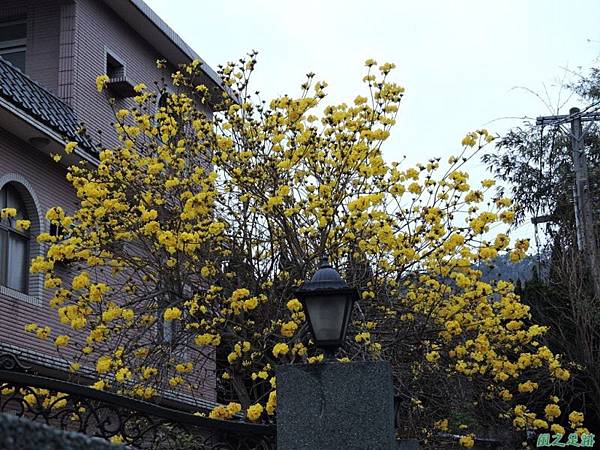 黃花風鈴木(新埔旱坑)20150308(20)