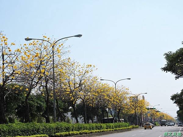 黃花風鈴木(台中后里)20150309(3)