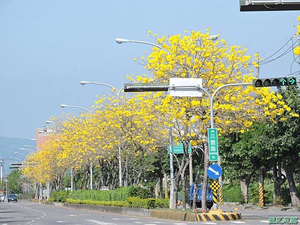 黃花風鈴木(台中后里)20150309(5)