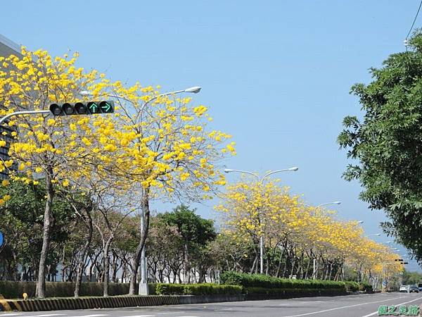 黃花風鈴木(台中后里)20150309(6)