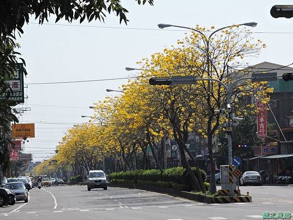 黃花風鈴木(台中后里)20150309(7)