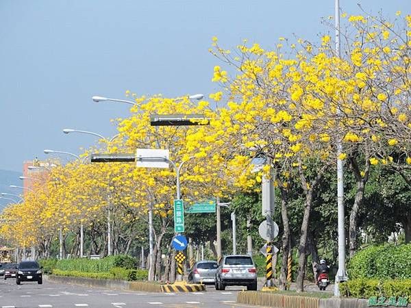 黃花風鈴木(台中后里)20150309(10)