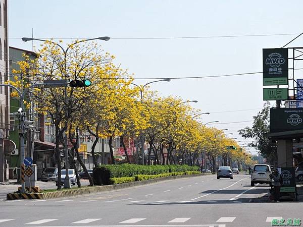 黃花風鈴木(台中后里)20150309(12)