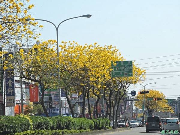 黃花風鈴木(台中后里)20150309(14)