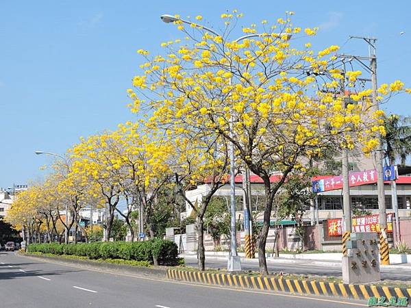 黃花風鈴木(台中后里)20150309(18)