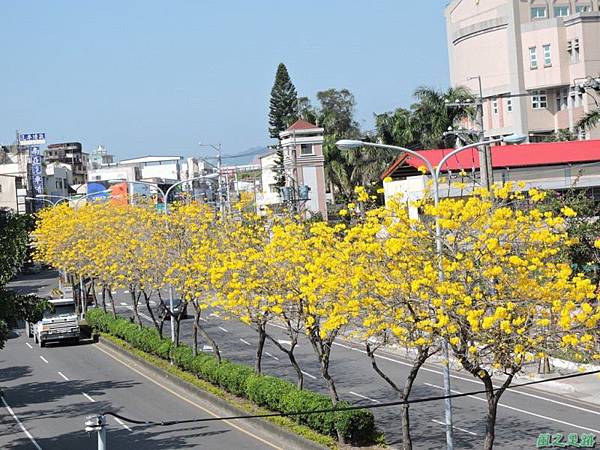 黃花風鈴木(台中后里)20150309(19)