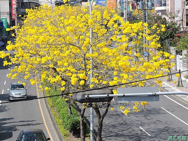 黃花風鈴木(台中后里)20150309(21)