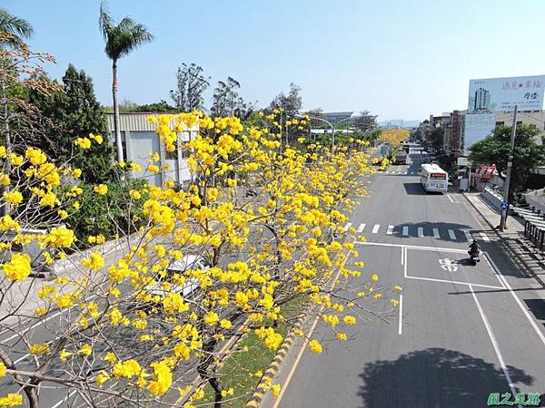 黃花風鈴木(台中后里)20150309(23)