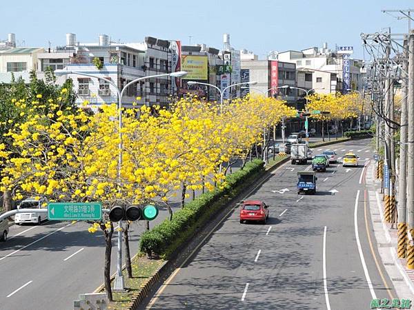 黃花風鈴木(台中后里)20150309(26)