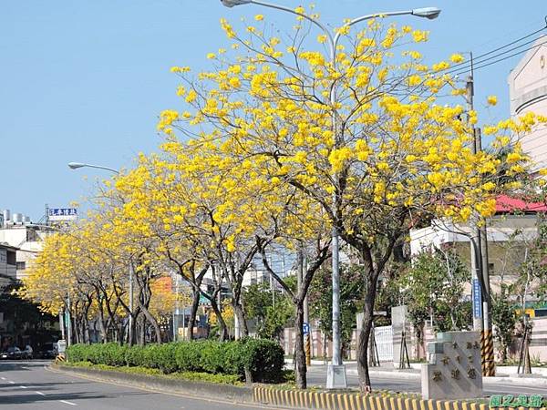 黃花風鈴木(台中后里)20150309(29)