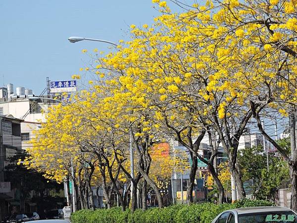 黃花風鈴木(台中后里)20150309(30)