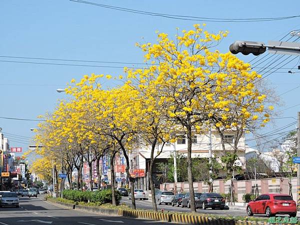 黃花風鈴木(台中后里)20150309(32)