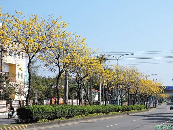 黃花風鈴木(台中后里)20150309(33)