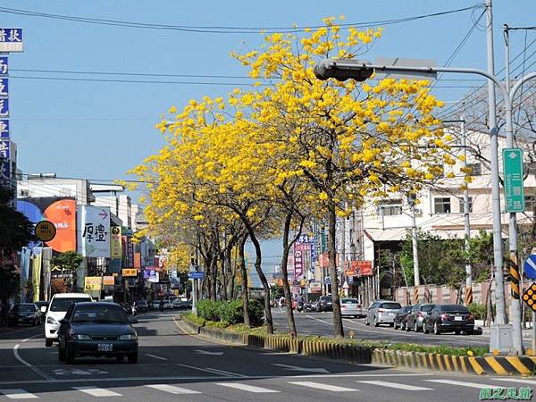 黃花風鈴木(台中后里)20150309(34)