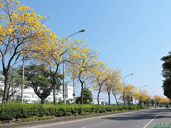 黃花風鈴木(台中后里)20150309(35)