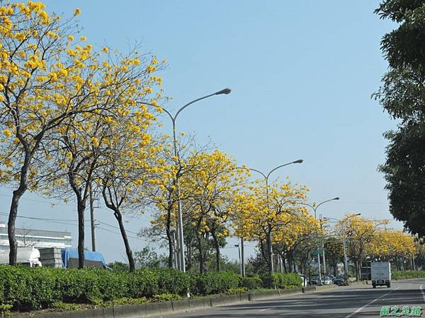 黃花風鈴木(台中后里)20150309(36)