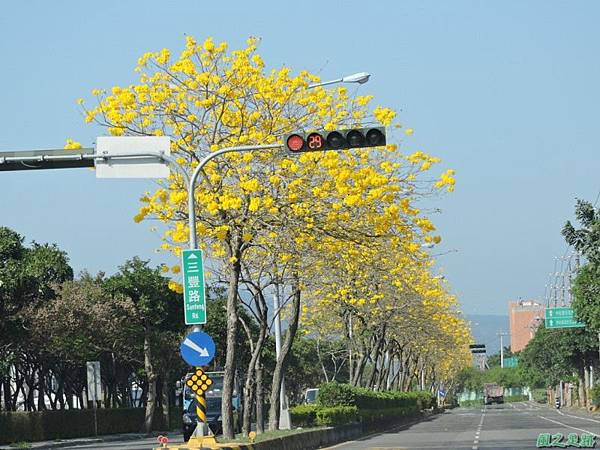 黃花風鈴木(台中后里)20150309(37)