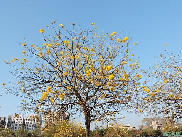 黃花風鈴木(台中太順路)20150307(3)