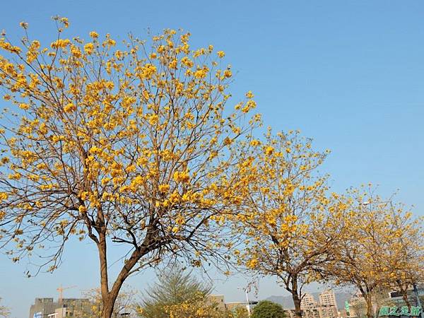 黃花風鈴木(台中太順路)20150307(9)