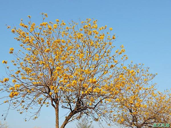 黃花風鈴木(台中太順路)20150307(10)