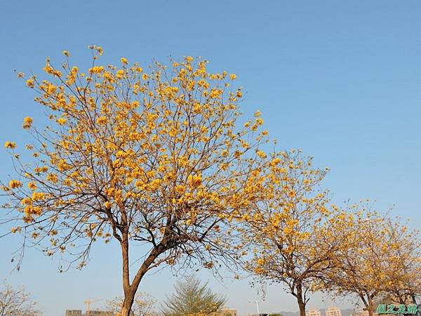 黃花風鈴木(台中太順路)20150307(11)