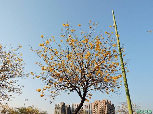 黃花風鈴木(台中太順路)20150307(12)