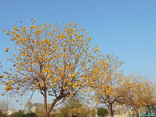 黃花風鈴木(台中太順路)20150307(13)