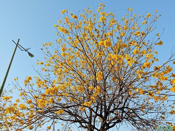 黃花風鈴木(台中太順路)20150307(17)