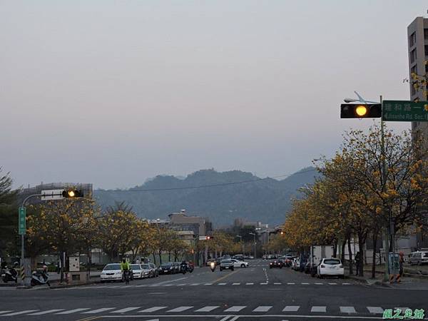 黃花風鈴木(台中太順路)20150307(40)