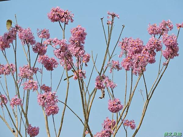 紅花風鈴木(台南)20150217(10)