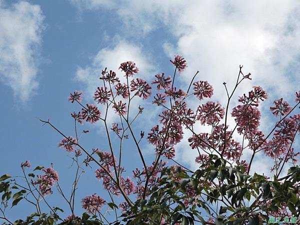 紅花風鈴木(台南)20150217(13)