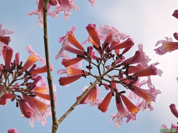 紅花風鈴木(台南)20150217(16)