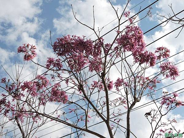 紅花風鈴木(台南)20150217(18)