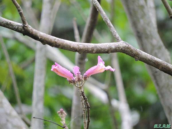 紅花風鈴木(新埔)20150309(1)