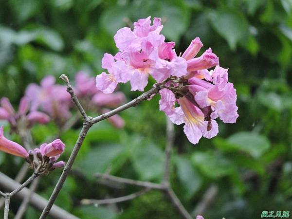 紅花風鈴木20150315(3)