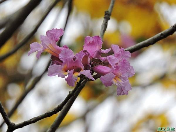 紅花風鈴木20150315(6)