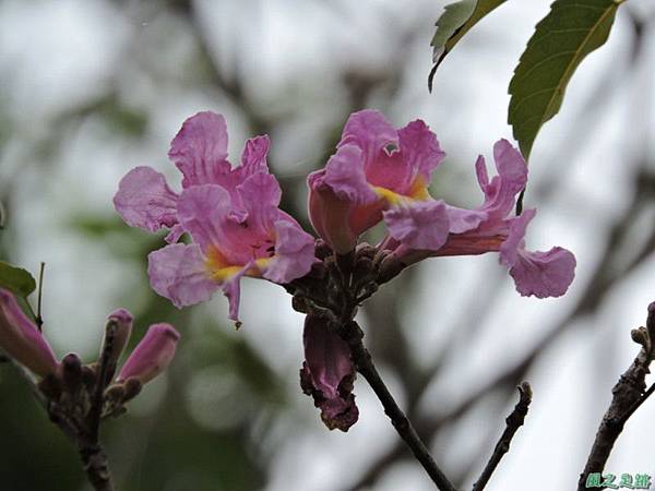 紅花風鈴木20150315(11)