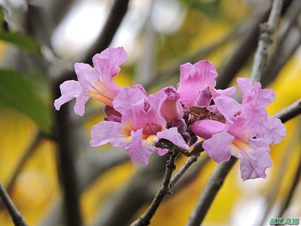 紅花風鈴木20150315(12)