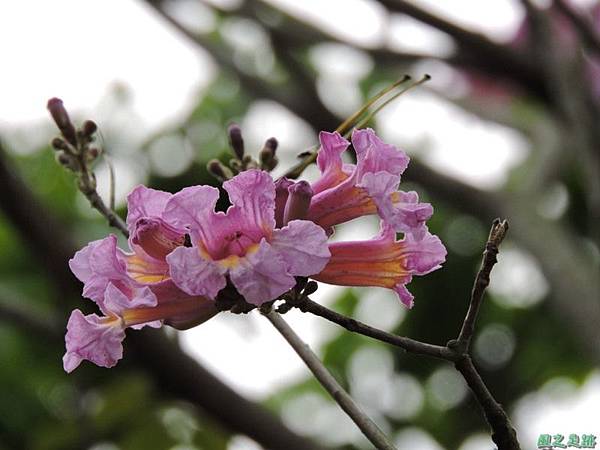 紅花風鈴木20150315(20)