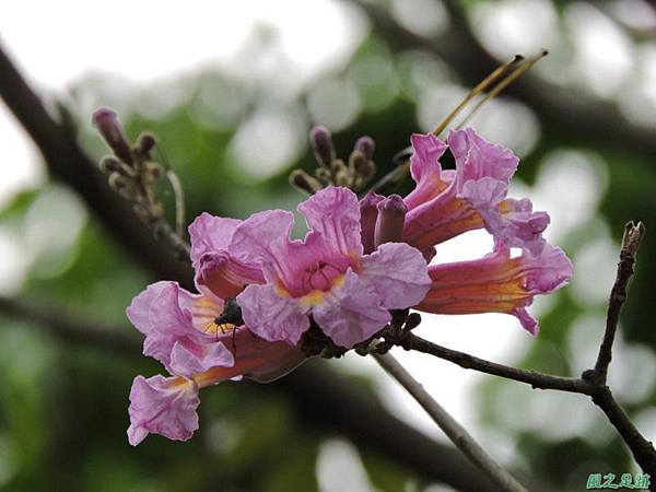 紅花風鈴木20150315(21)