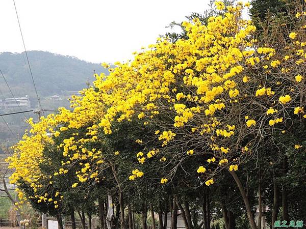 黃花風鈴木(新埔)20150315(43)