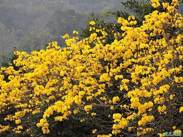 黃花風鈴木(新埔)20150315(48)