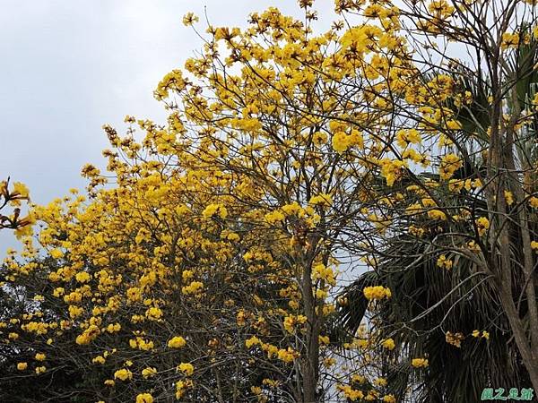 黃花風鈴木(新埔)20150315(52)