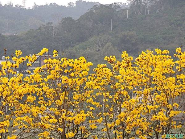 黃花風鈴木(新埔)20150315(54)