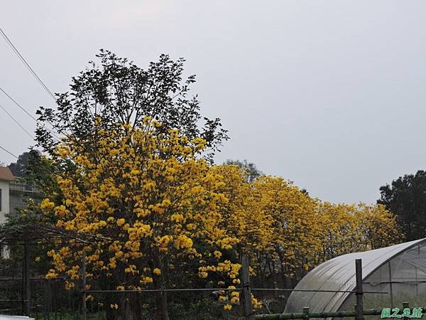 黃花風鈴木(新埔)20150315(60)