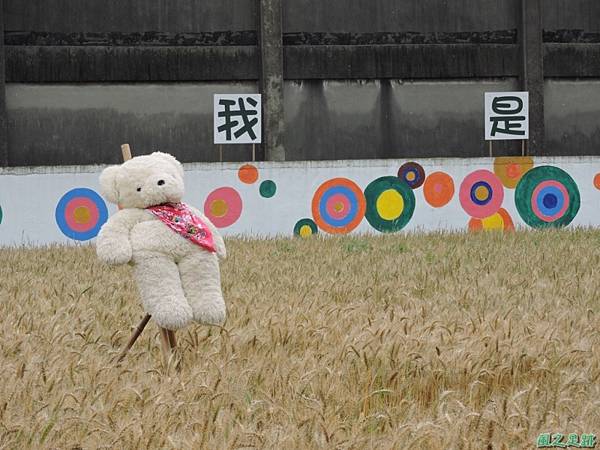 平鎮小麥田2150322(3)