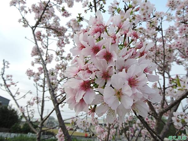 平鎮櫻花2150219(1)