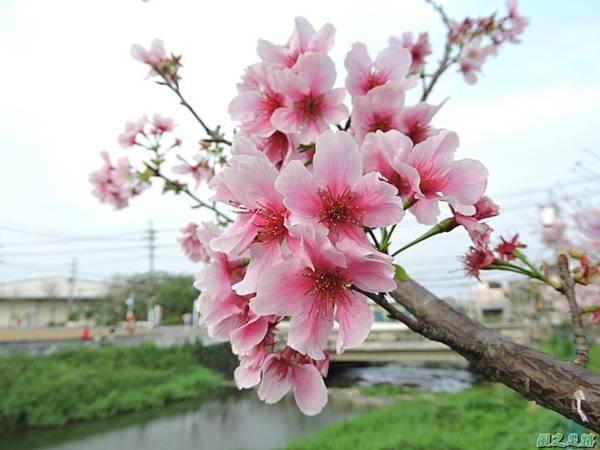 平鎮櫻花2150219(3)