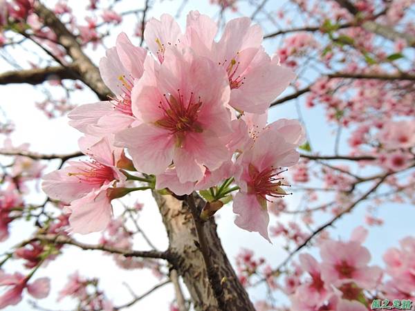 平鎮櫻花2150219(4)